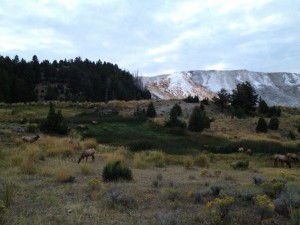 Mammoth Falls Yellowstone