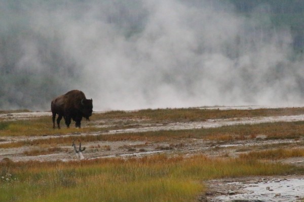 buffalo grazing in Yellowstone geyser field