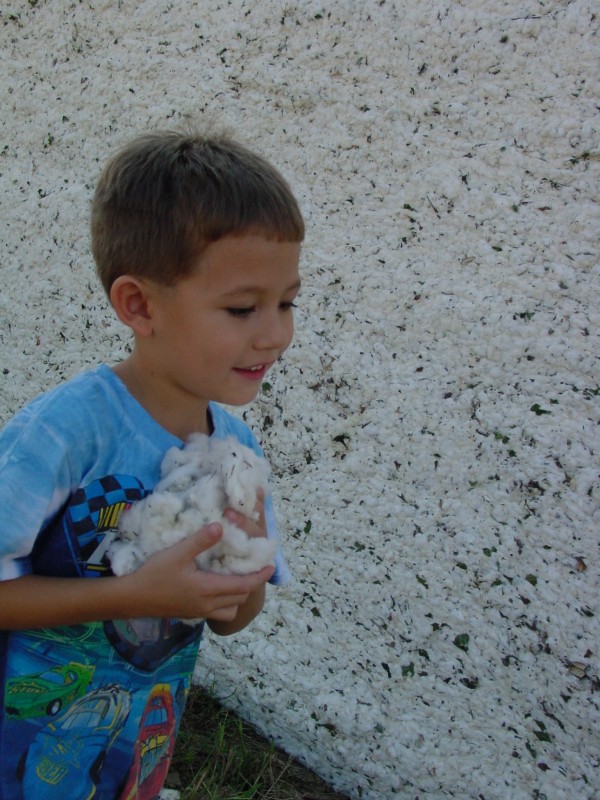 cotton harvest 