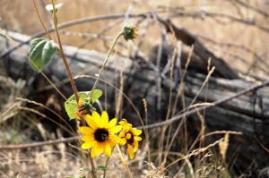 flower with barbed wire