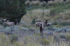 elk in Yellowstone