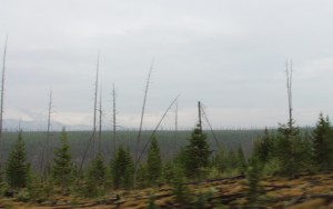 impact of Yellowstone fire