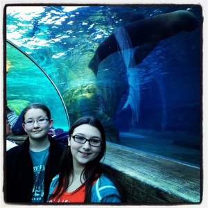 St. Louis Zoo sea lions exhibit