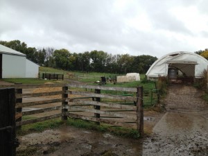 rainy day on the dairy farm