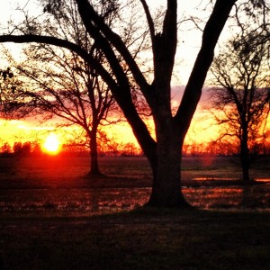 sunset in a pecan grove