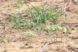 weeds in a cotton field