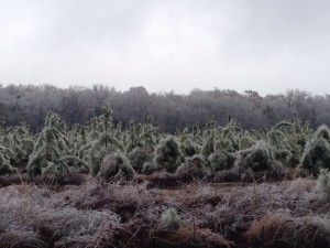 What looks like a Christmas tree farm bearing the weight of much ice.