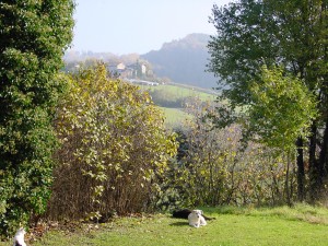 the beloved white dog of Italy's white dog brewery