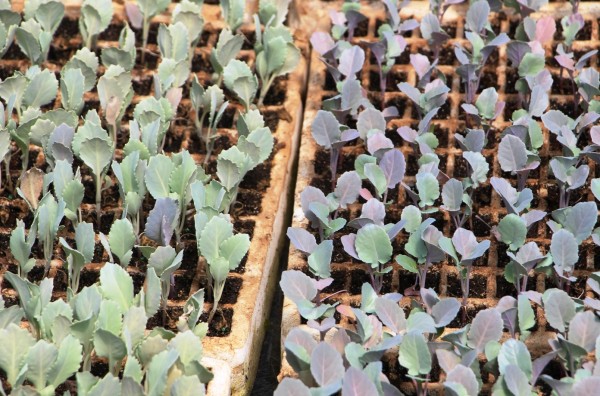 cabbage & broccoli seedings