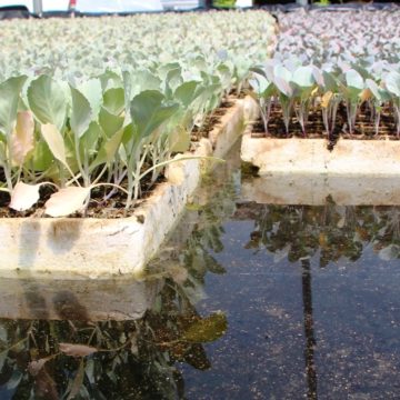 cabbage & broccoli seedings hydroponics