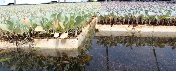 cabbage & broccoli seedings hydroponics