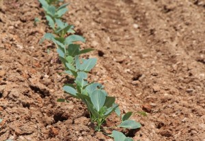 close-up of broccoli plants