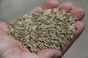 close up of grass seed