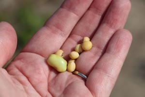 soybeans-in-a-hand
