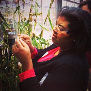 scientist with teosinte in the greenhouse