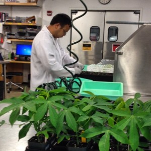 phenotyping at the Danforth Plant Science Center