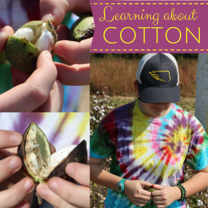 Learning about Cotton