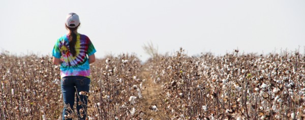 looking for the cotton harvest crew (2)