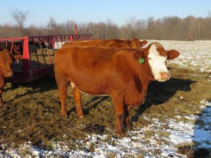 Haley Farms Baldy Cow