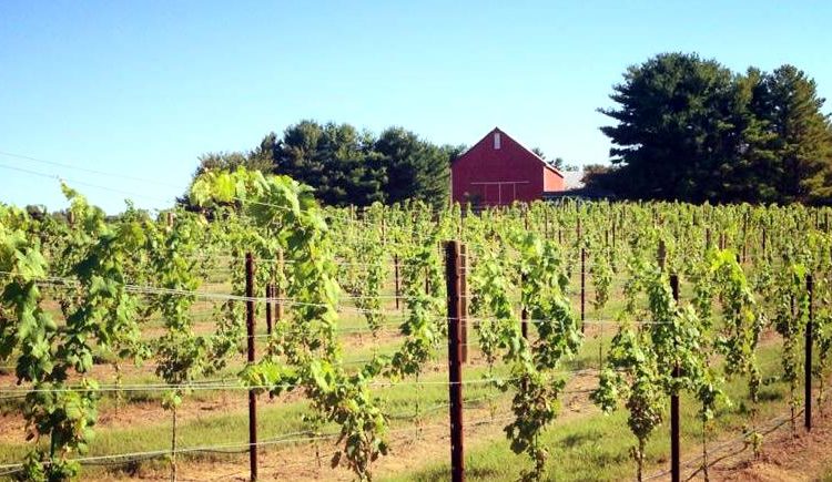 Vineyard in Fall -- The Farmed Life