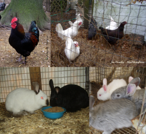 rabbits & chickens at Slow Money Farm