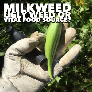 milkweed