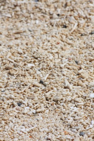 shells on puka beach