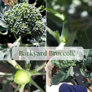 Backyard Broccoli!