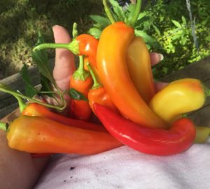 Hot Sunset and Sweet Sunset Peppers