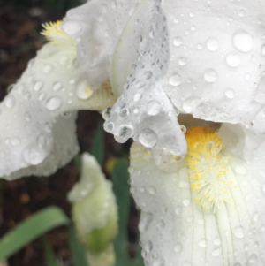 white iris in the rain