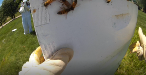 visiting a beehive