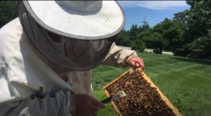 jerry checking the hive