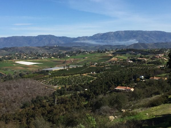 view of an avocado farm valley