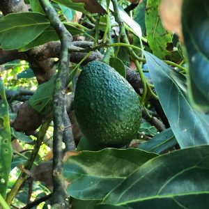 avocado on the tree