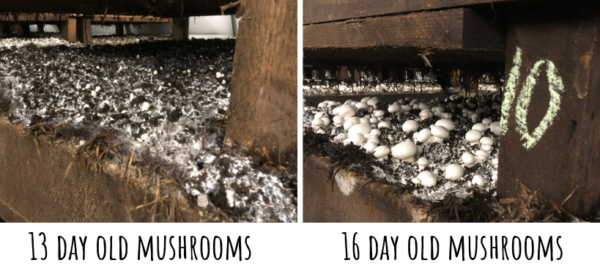 mushrooms at 13 & 16 days growth