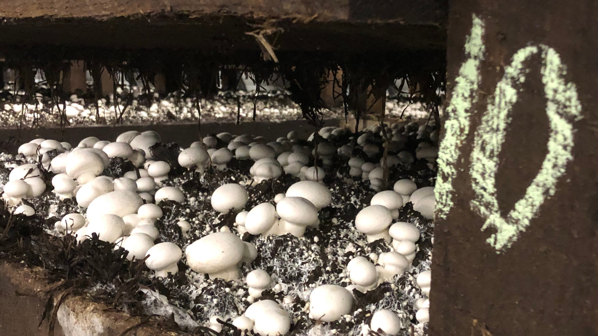 A Mushroom Farm Visit is a Totally Different Farm Experience - JP loves