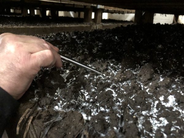 mushroom nursery