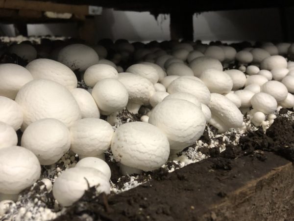 scaling on mushrooms