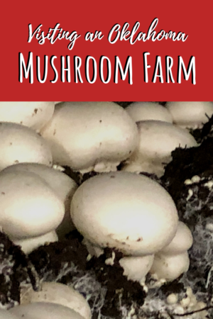 visting a mushroom farm